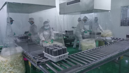 明水县七大菇食用菌公司开始批量生产